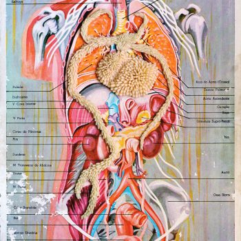 Anatomical Plates
